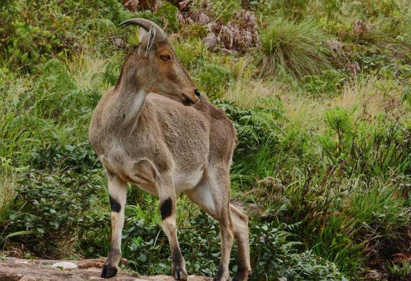 Resort Happylife Tribal Hut Stay Munnar 3