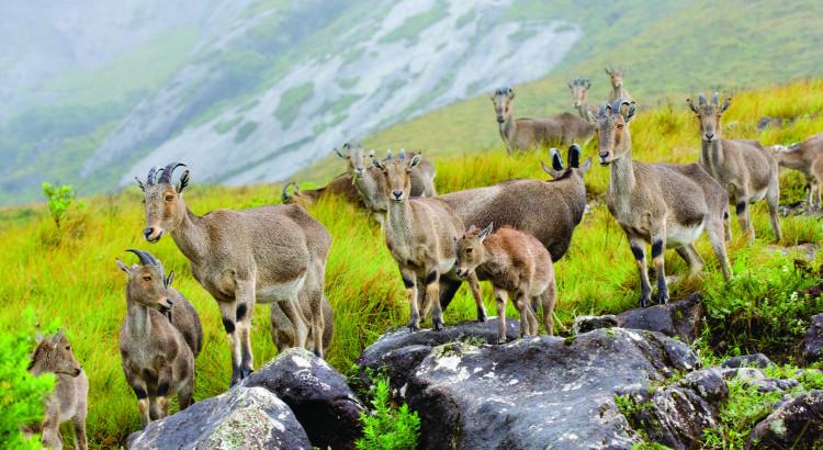 Resort Happylife Tribal Hut Stay Munnar 8