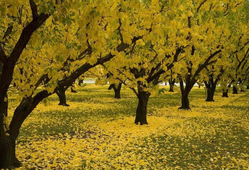 Bed and Breakfast The Orchard House 10