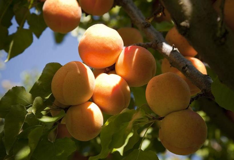 Bed and Breakfast The Orchard House 11