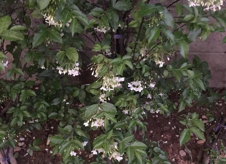 Hotel Maesot Siri 16