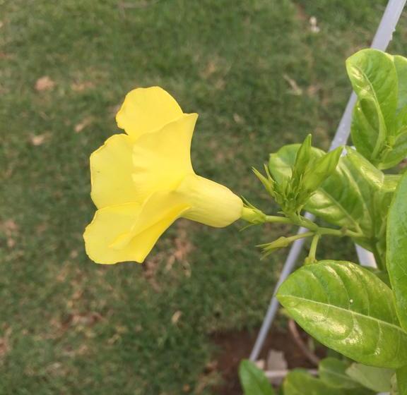 Hotel Maesot Siri 18