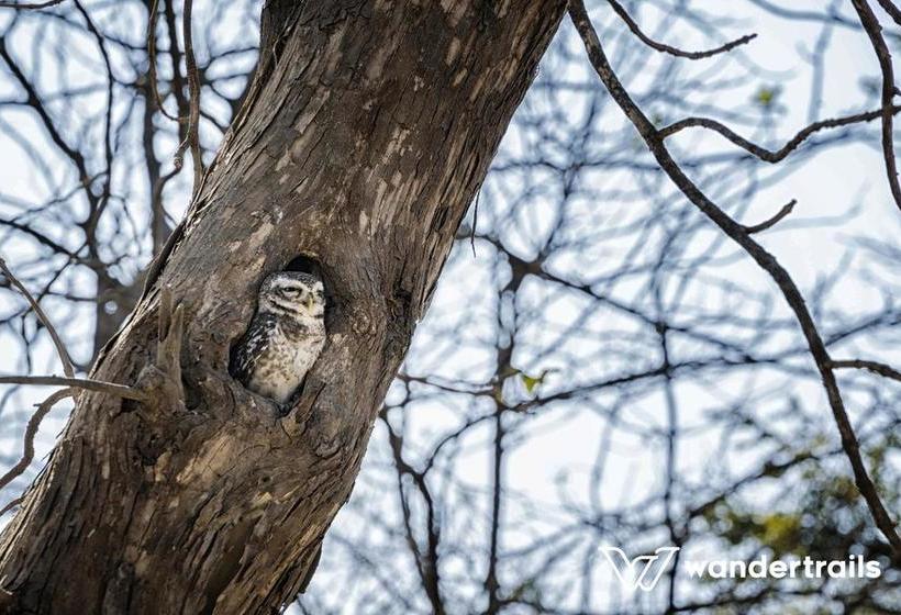 Resort Gir Paradise A Wandertrails Stay 15