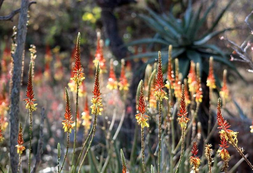 Switsongo Boutique B&b 2