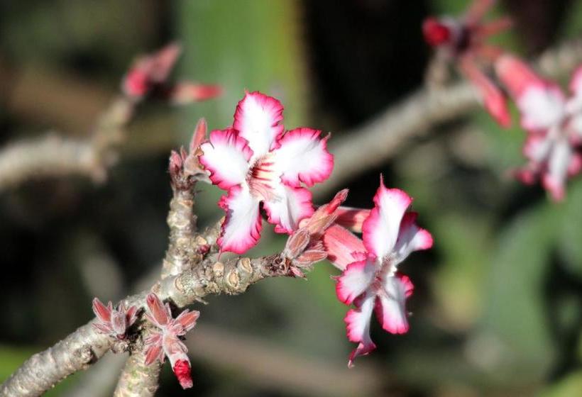 Switsongo Boutique B&b 8