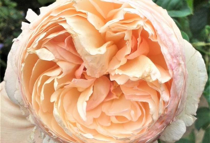 Bed and Breakfast Little Villa Bnb 11