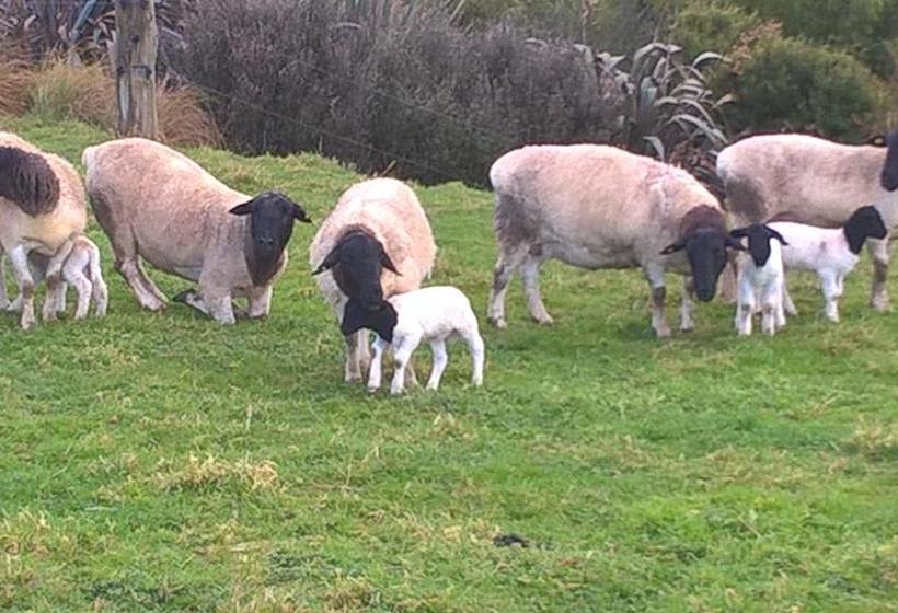 Bed and Breakfast Lucky Duck Country Lodge 10