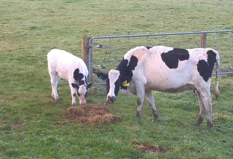 Bed and Breakfast Lucky Duck Country Lodge 9