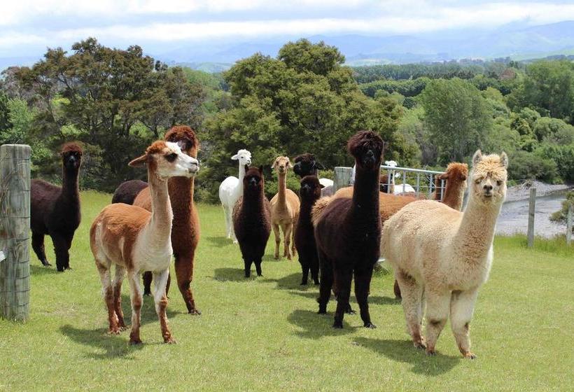 Bed and Breakfast Gallin Farm Alpacas And Farmstay 10
