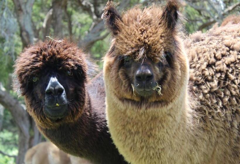 Bed and Breakfast Gallin Farm Alpacas And Farmstay 11