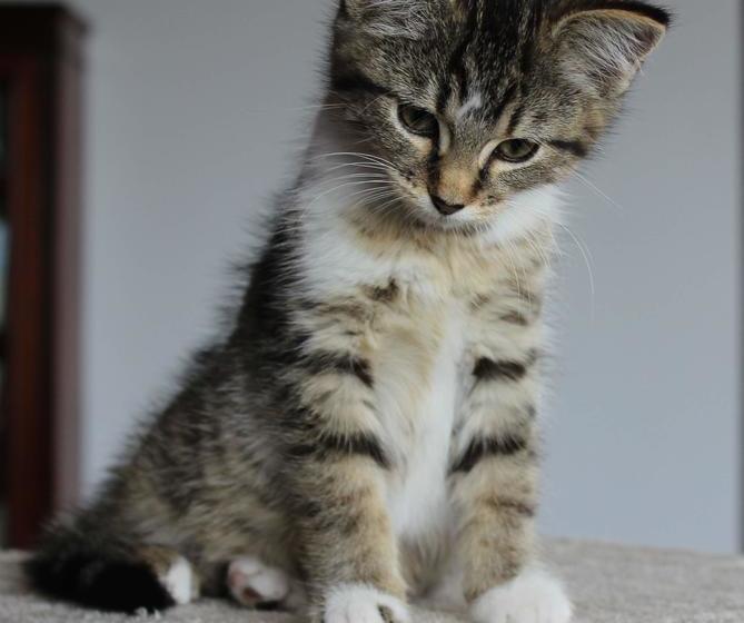 Bed and Breakfast Gallin Farm Alpacas And Farmstay 16