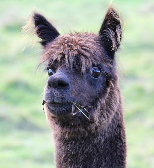 Bed and Breakfast Gallin Farm Alpacas And Farmstay 18