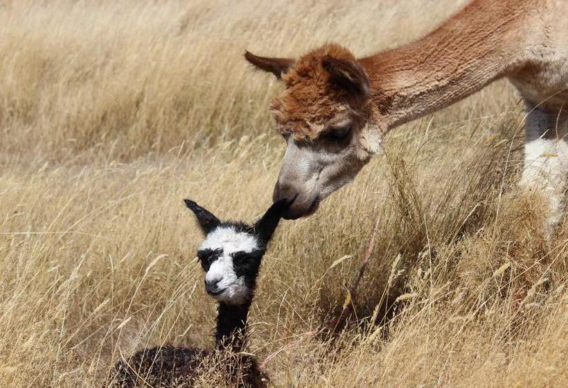 Bed and Breakfast Gallin Farm Alpacas And Farmstay 8