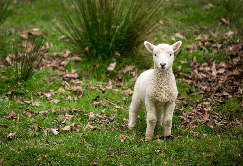 Aoraki Cottage B&b/farm Stay 5