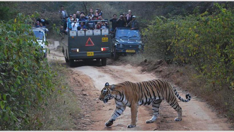 Tiger Valley Resorts By Nature Group 4