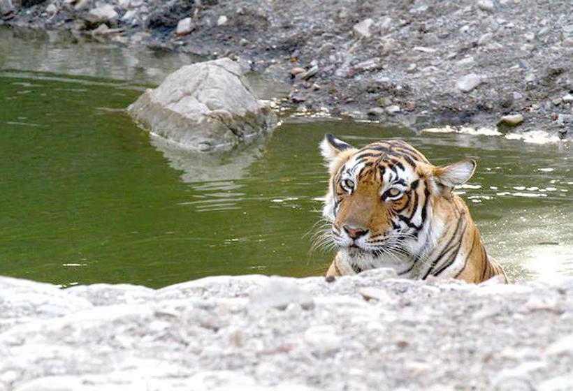 Tiger Valley Resorts By Nature Group 5