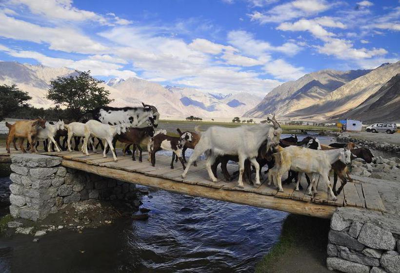 Resort Nubra Leisure Camp 14