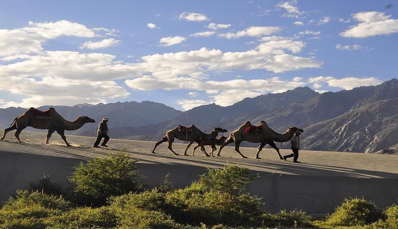 Resort Nubra Leisure Camp 17