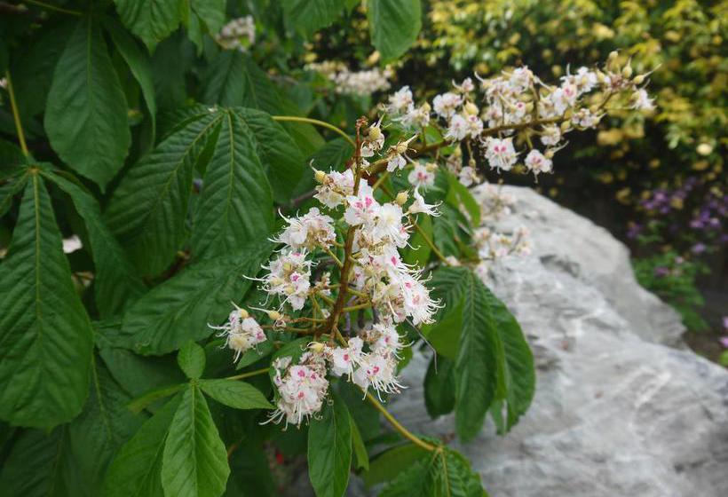 Bed and Breakfast Stylish Mountain View Cottage 11