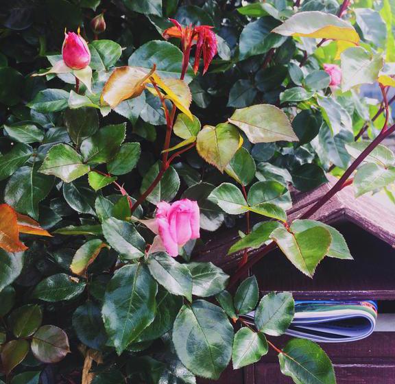 Bed and Breakfast Stylish Mountain View Cottage 13