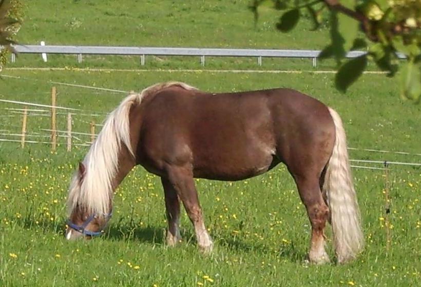 Hotel Feriengasthof Löwen 3