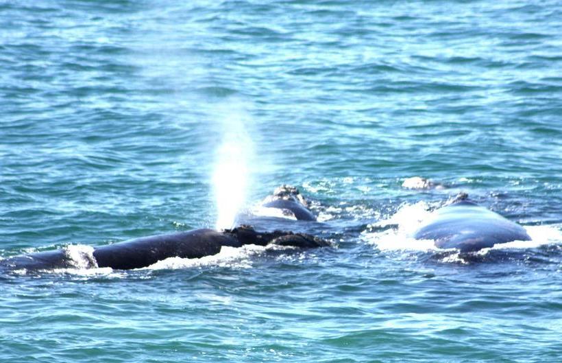 Bed and Breakfast Fynbos Corner Cottage 17