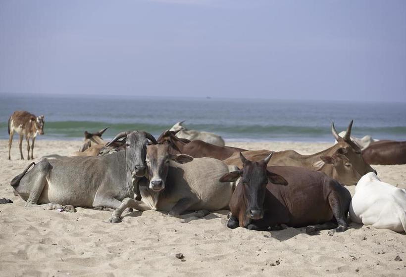 Corvo Rindo Resort & Restaurant 10