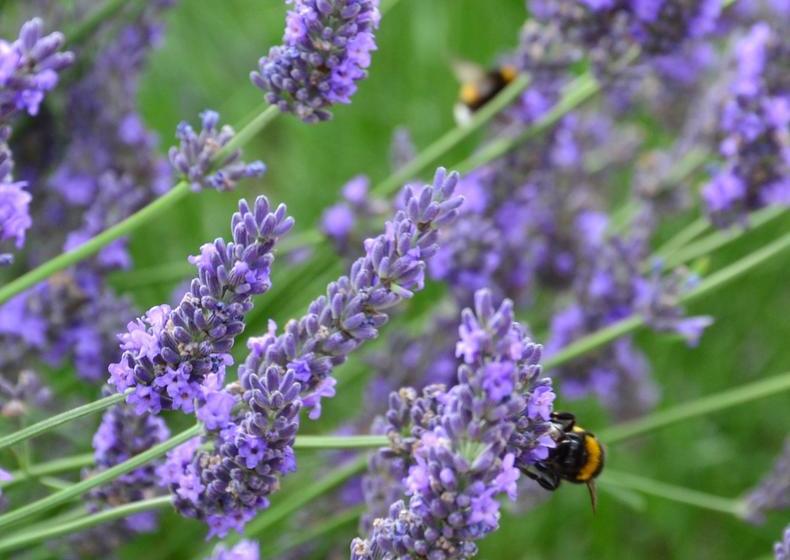 Hotel Lavendelhof 20