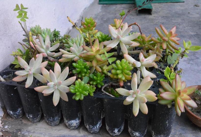 Resort Jatra Heights 18