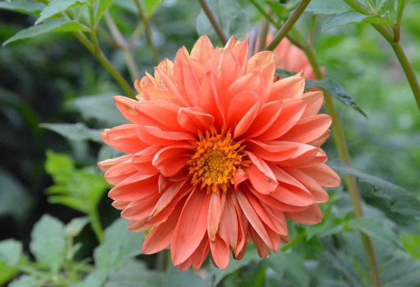 Resort Jatra Heights 19