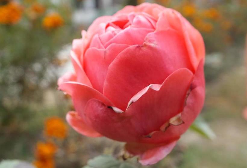 Bed and Breakfast Mahatta Home Stay 4