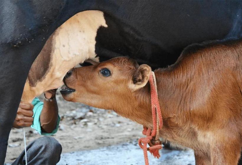 Casa Delhi Hostel & Ecofarm 16