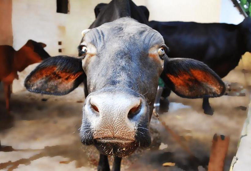 Casa Delhi Hostel & Ecofarm 17