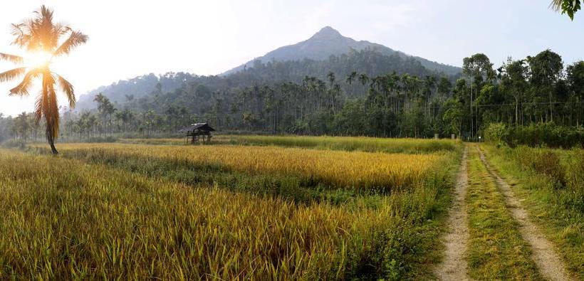 Hotel Field View Estate Bungalow 1