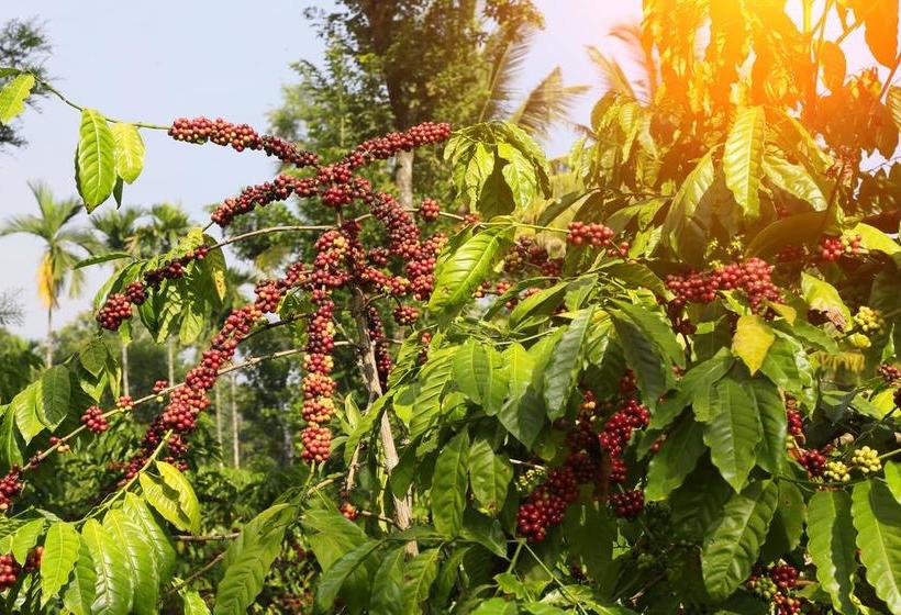 Hotel Field View Estate Bungalow 18