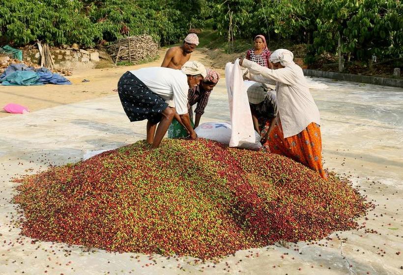 Hotel Field View Estate Bungalow 20