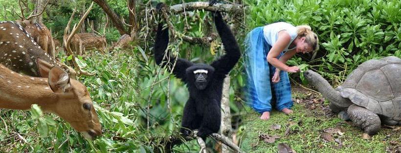 Resort Tripvillas @ Kozee Kaves Yelagiri Tamil Nadu