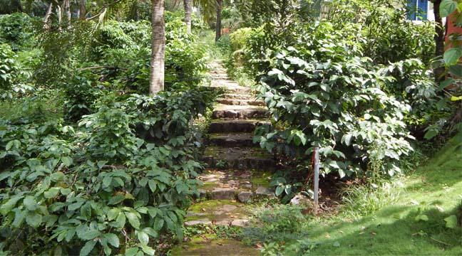 Resort Tripvillas @ Coffee County Retreat 16