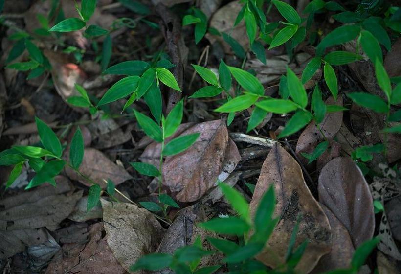 Hotel Amaana Resort Thekkady 12