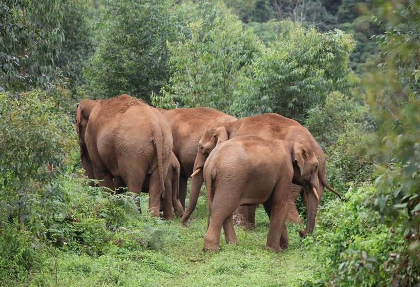 Bed and Breakfast Bamboo Periyar 10