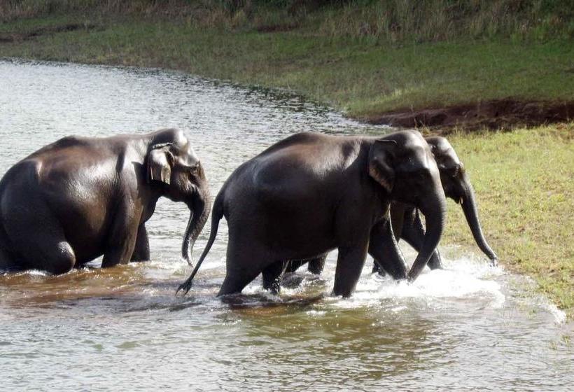 Bed and Breakfast Bamboo Periyar 8