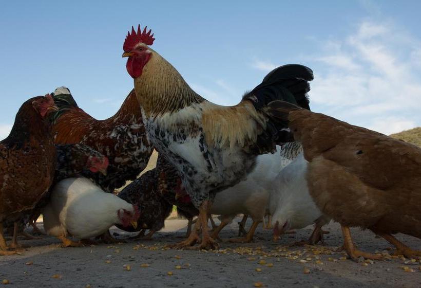 Bed and Breakfast De Kombuys 12