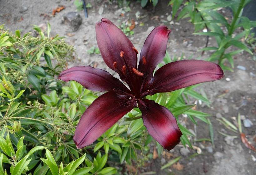 Bed and Breakfast Alumni House Canterbury 16