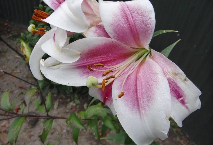 Bed and Breakfast Alumni House Canterbury 18