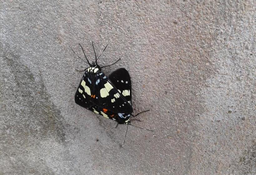 Bed and Breakfast Ban Paja Dan Sai Loei