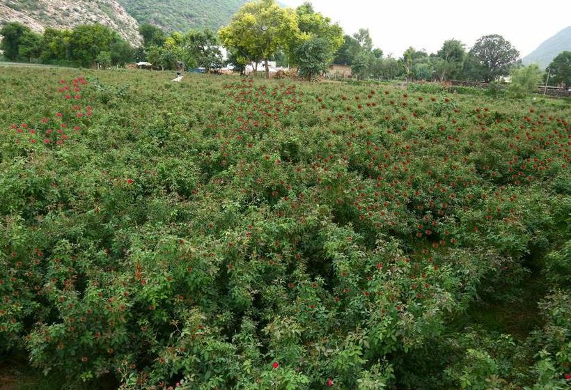 Hotel Winter Mountain Resort 13