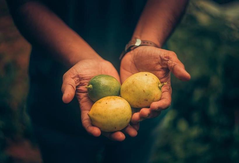 Resort Ela Ecoland Nature Retreat 11