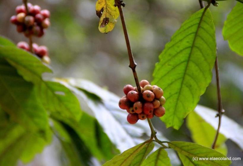 Resort Ela Ecoland Nature Retreat 15