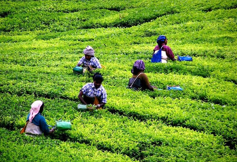 Hotel Anna Legacy Munnar 9