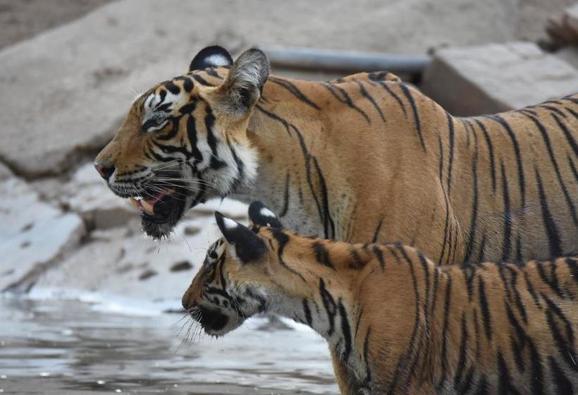 Hotel Jain Residency 10